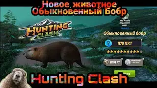 Новое животное Обыкновенный Бобр / Берём последнюю коробку/ Hunting Clash: Охота на животных
