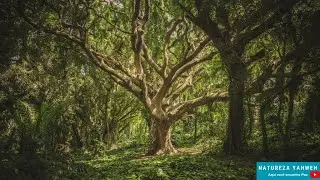 Lindo fundo musical para Oração, Leitura Bíblica, Estudos e Dormir e relaxar e ter um dia abençoado
