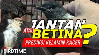 Membedakan Kacer Jantan dan Betina