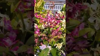 Orchid Cornucopia, 2024 Chicago Botanic Garden Orchid Show, February 2024 #orchidshow #orchids