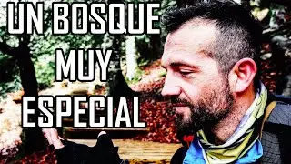 La 🌳TEJEDA DE TOSANDE: Una ruta IMPRESCINDIBLE en la Montaña Palentina.