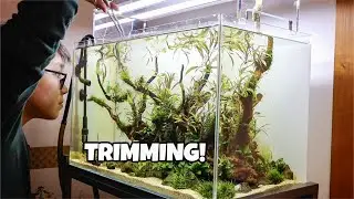 UH-OH Did I Cut Too Much?! Trimming Aquatic Plants for the First Time