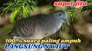 Perkutut Lokal Gacor Panjang Alami Membuat Suasana Damai