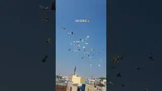 🔥😎#pigeon #followforfollowback #falaknuma