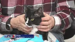 Pet Connection Chicka 12-4-25