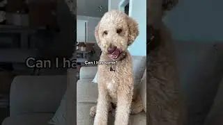 This episode on Being roasted by Oliver 🔥 #goldendoodle #dogs