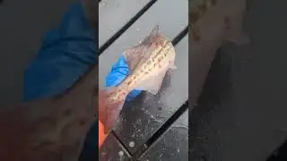 huge Alaskan Pollock