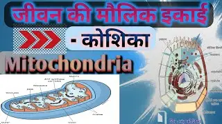 Mitochondria #माइटोकाण्ड्रिया# shape#size#numbers #occurrence # by Ashish sir # Part -1