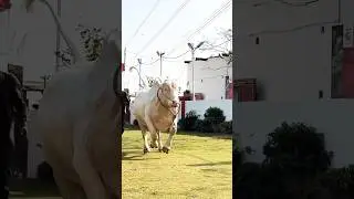 Northern Bypass Cow and Cattle Mandi 2026 Karachi The heaviest Calf in the Market #cow#bull #eid