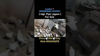 🕊️30k Only🕊️Mob-8961842295 | high Flyer pigeon For Sale | #highflyingpigeons#highflyer#pigeon