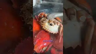 Ang aligue at ang alimango 