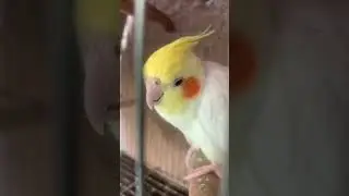 Que lindos a minha Chiquinha e o meu kico #calopcitas