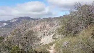 D&uacute;rcal entre pinos, bajando desde la Casilla del Agua y pe&ntilde;&oacute;n de Granada 