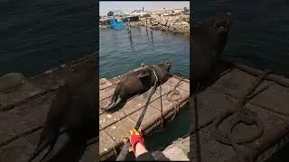 Lonely Seal Bull Rescued #shorts
