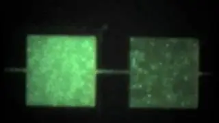 E coli in collective urban motion