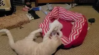 Hide and Seek with Delenn? Nah, wrestling with Darcy!