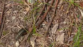 Brassy blister beetle  (Lytta aenea)