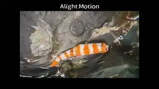 Sauers HR Mid Ocean Ridge Documentary