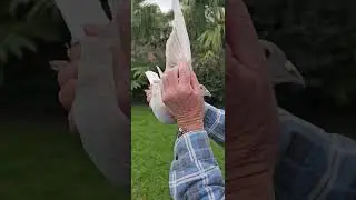 Poi Weynton CCF 23 714 VDB