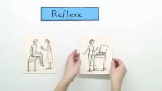 REFLEXE | UNWILLK&Uuml;RLICHE REAKTION DES NERVENSYSTEMS AUF EINEN REIZ | Biologie