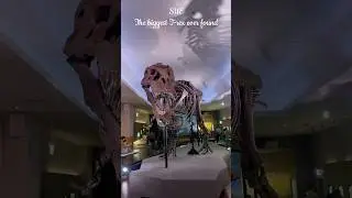Sue, the biggest T-rex ever found! #dinosaur #trex #fieldmuseum