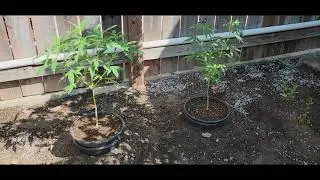 /87/ Outdoor Grow Small Batch Update 3 I.C.G.
