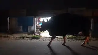Indian gaur# on the streets of Nilgiris #indiangaur #bisonattack