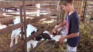 Bottle Feeding Calves and Veggies are Growing!