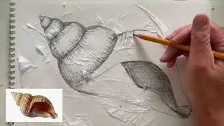 How to draw a sea shell