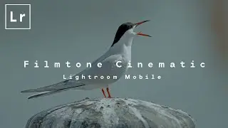 Cinematic Lightroom Edit - Film Tone | Free Preset |