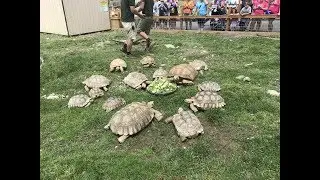 Animal Adventures with Jordan: African Spur Thigh Tortoise
