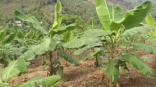 VIEMOS  NA OUTRA TAREFA VER OS MILHOS ,FEIJÃO  E A FAVA QUANTO  CRESCERÃO 