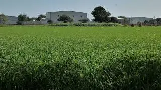 Lush Green Grass | Free Stock Footage [HD]
