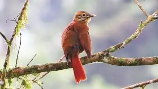 Scaly-throated Foliage-gleaner