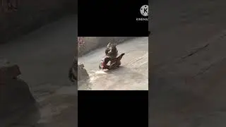 cock meeting hen