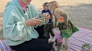 WoW Naughty Monkeys Jack Faster Reflection Don't Lory Touch His Head During Their Holiday