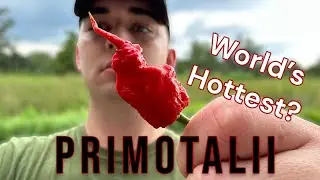 IS THIS THE HOTTEST? 🤔 | Primotalii | Pepper Review