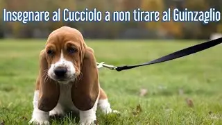 Come insegnare al Cucciolo a NON tirare al Guinzaglio!? 5 Utili Consigli - Addestramento Cani