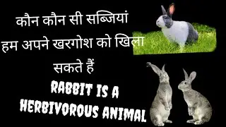 Some safe vegetables for rabbits ||♡कौन कौन सी सब्जियां हम अपने खरगोश को खिला सकते हैं