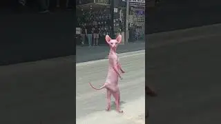 kedicik mavi araba. carpacakti #kedi #m&uuml;zik #tiktok #dans #şarkı #funny #musicgenre
