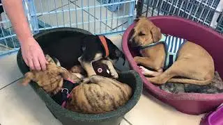 Potcake Dog Rescue 2019