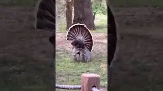 How does a turkey really get down!