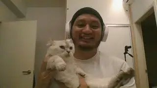 Kucing Munchkin Kinkalow