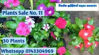 Plant Sale no. 11 🍀🌺🌸Whatsapp 0743304969 # especial video #වර්ග 30ක්