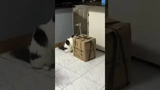 Inspection time with the Pawlice officer #cat #catlover #catvideos #catshorts