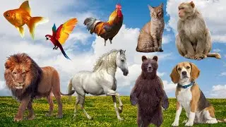 10 Most Popular Animal In The World - dog,cat,chicken,horse,fish,bear,Shark,lion, monkey