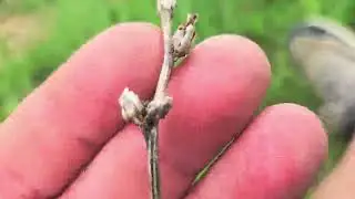 Плюсы и минусы цикория