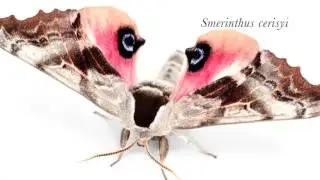 Eyed sphinx moths