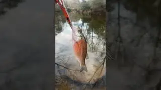 New species! Is this a white bass. #fishing #nature #outdoors