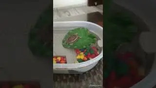 Turtle Tub | Decorated Turtle Tub | Playing Turtle Little Luna